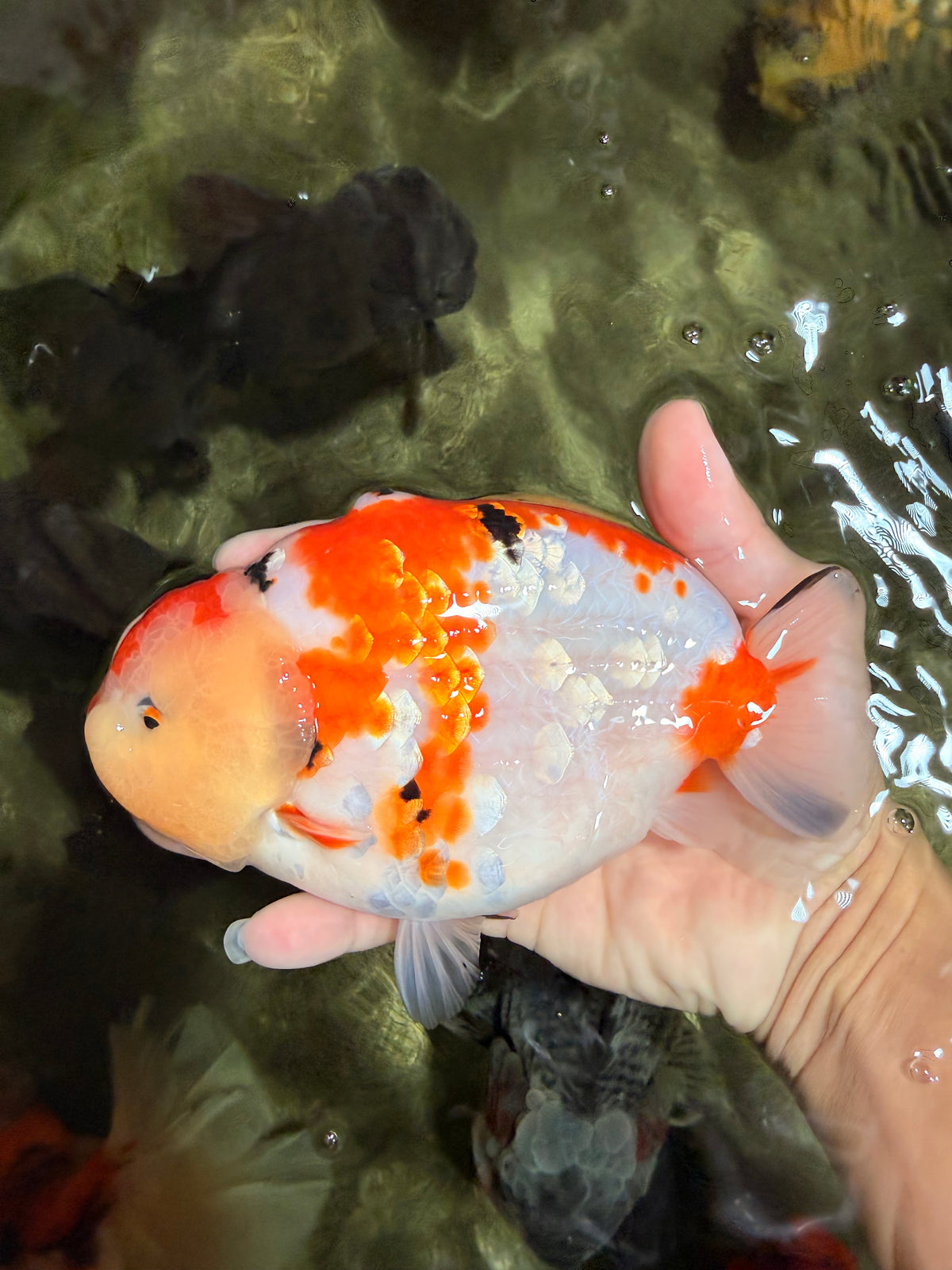 AAA Grade Super Special Sanke Kohaku Sakura Ranchu Female 6-6.5 inches #100226RC_25