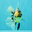 AAA Grade Long Tail White Marble Oranda Male 6.5-7 inches #062626OR_29