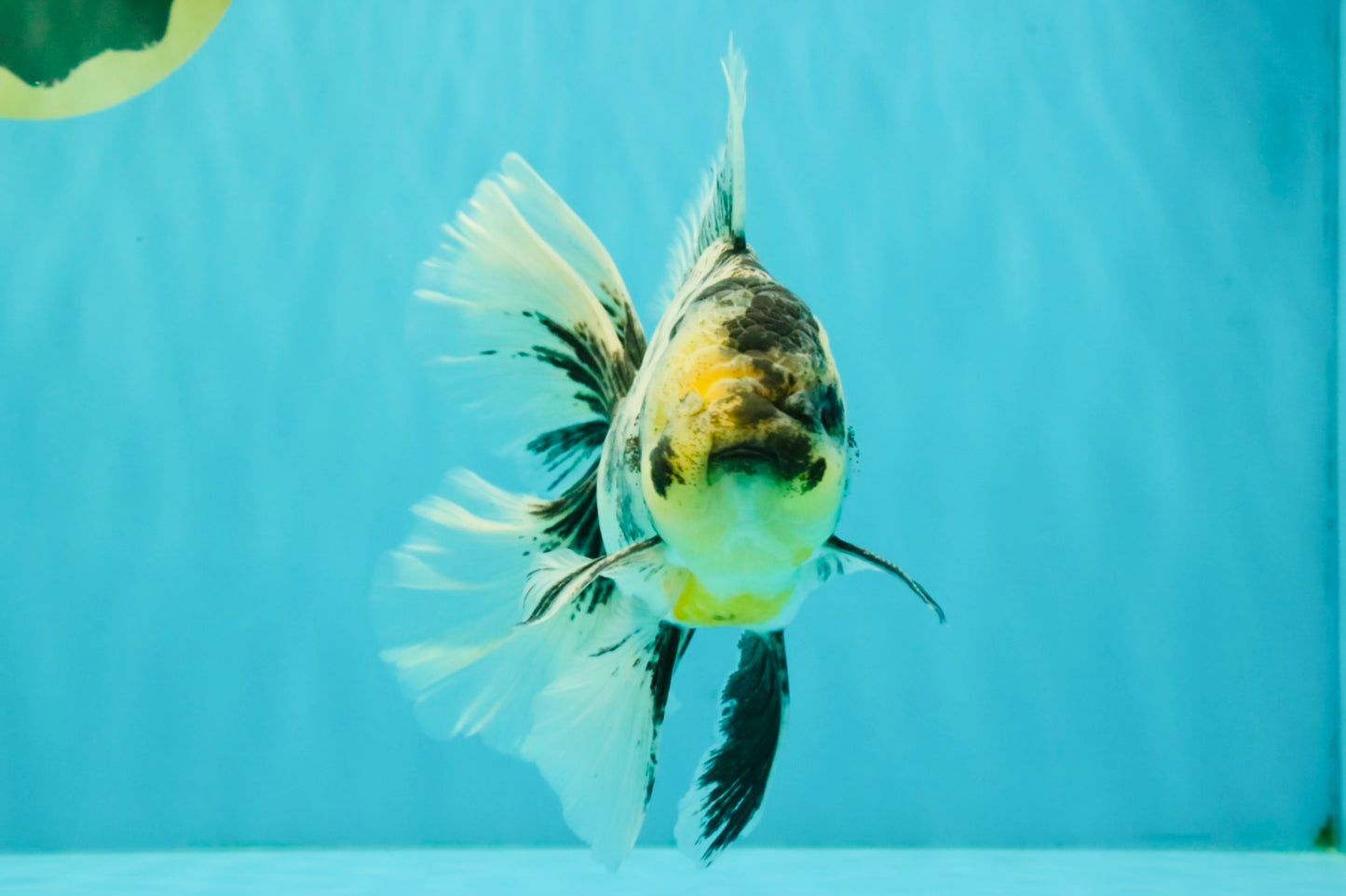 AAA Grade Long Tail White Marble Oranda Male 6.5-7 inches #062626OR_29