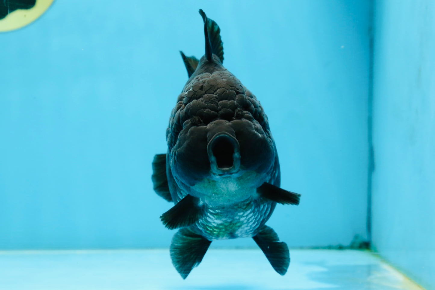 AAA Grade Godzilla Black Yuanbao Female 5 inches #101025YB_22