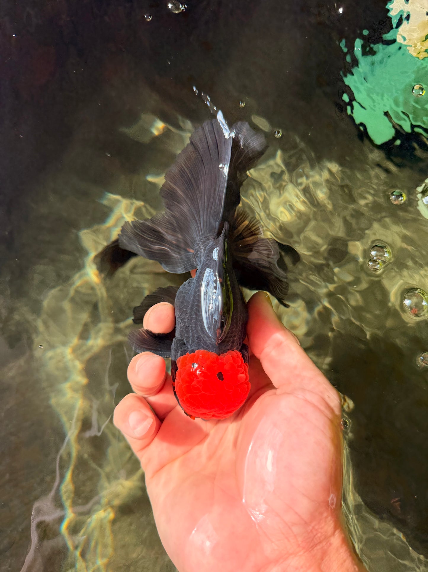 MUSTACHE A Grade Tricolor Oranda Male 5-5.5 inches #032726OR_11