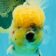AAA Grade Godzilla White Tiger Oranda Male 6.5 inches #022726OR_10