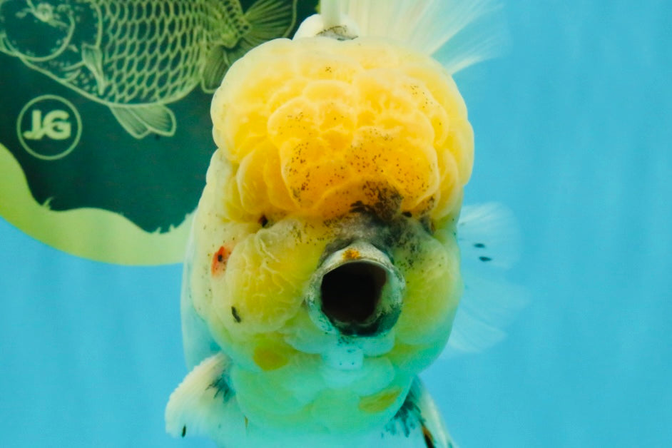 AAA Grade Godzilla White Tiger Oranda Male 6.5 inches #022726OR_10