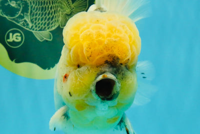 AAA Grade Godzilla White Tiger Oranda Male 6.5 inches #022726OR_10