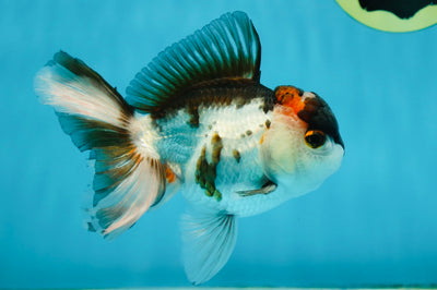 A Grade Tricolor Gem Oranda Male 4.5 inches #011025OR_09