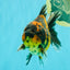 CHONKY A Grade Tiger Oranda Male 5-5.5 inches #090426OR_04