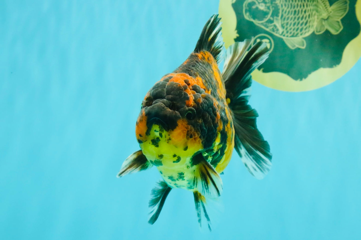 CHONKY A Grade Tiger Oranda Male 5-5.5 inches #090426OR_04