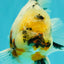 Sakura Oranda Male 6.5 inches #073126OR_22