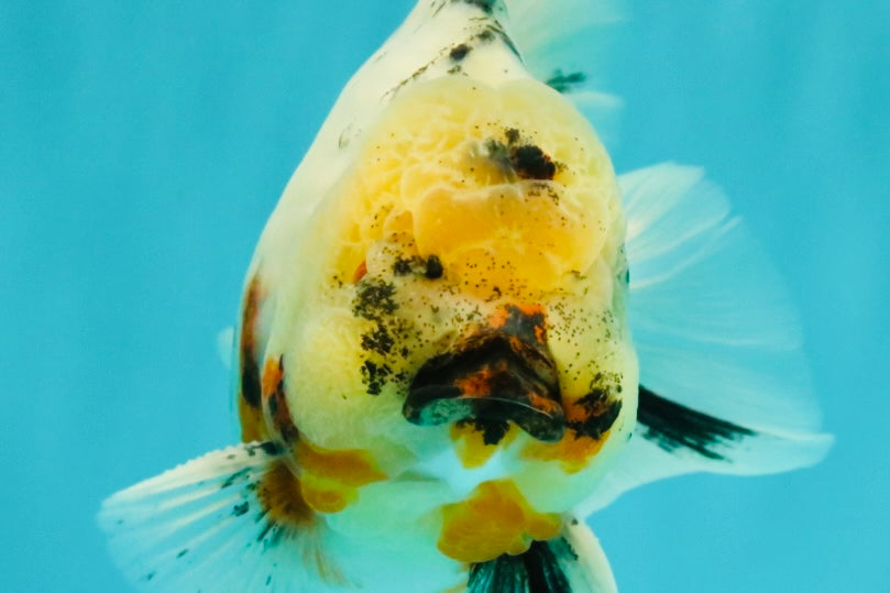 Sakura Oranda Male 6.5 inches #073126OR_22