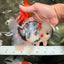 A Grade Marble Oranda Male 5.5 inches #050126OR_13