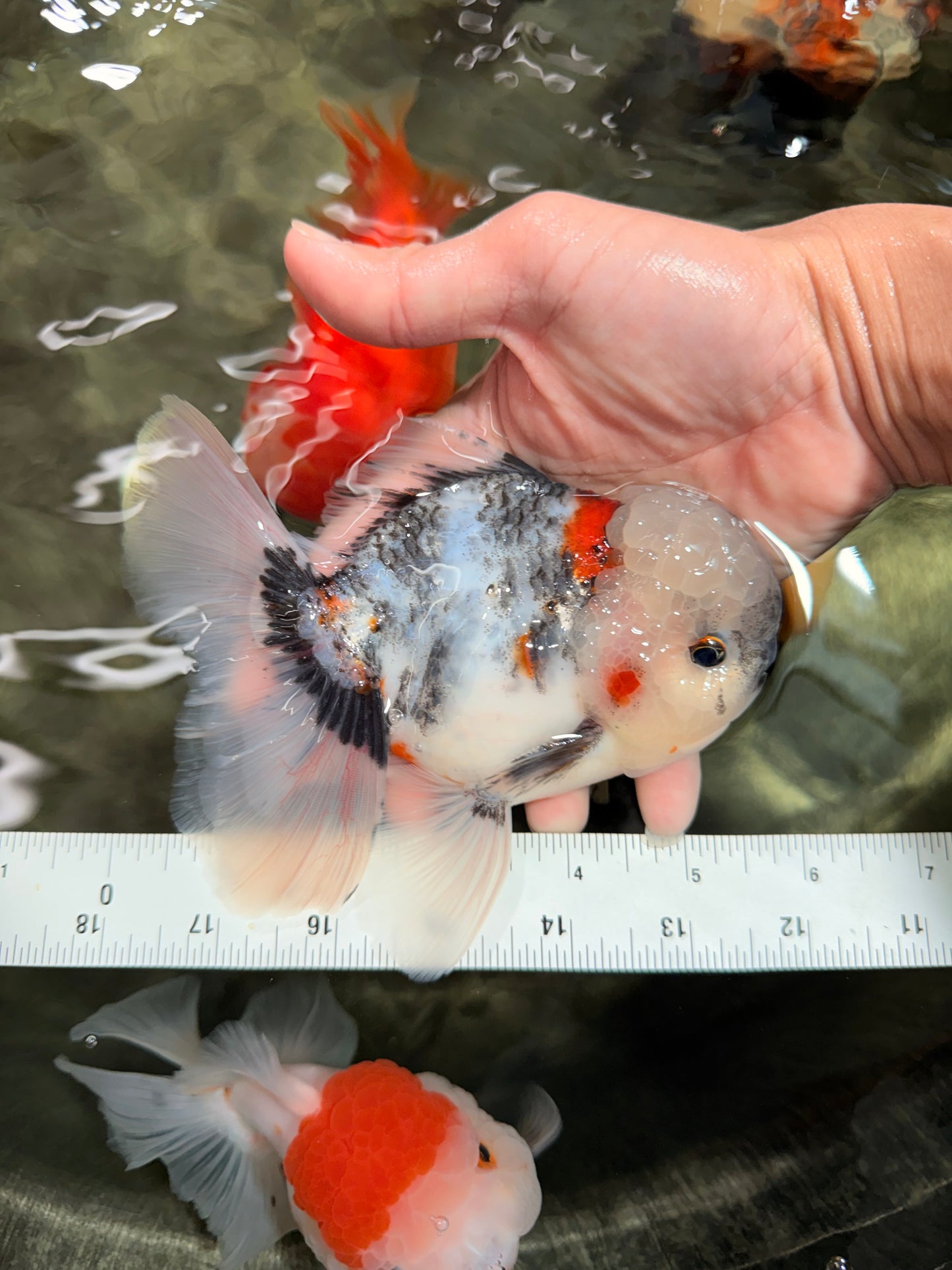 A Grade Marble Oranda Male 5.5 inches #050126OR_13
