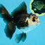 A Grade Panda Oranda Male 5 inches #100325OR_22
