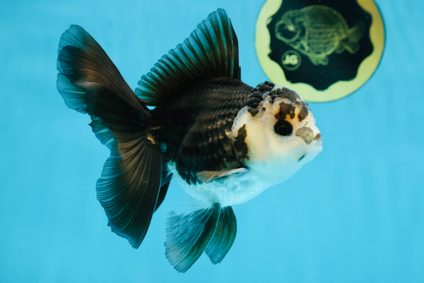 A Grade Panda Oranda Male 5 inches #100325OR_22