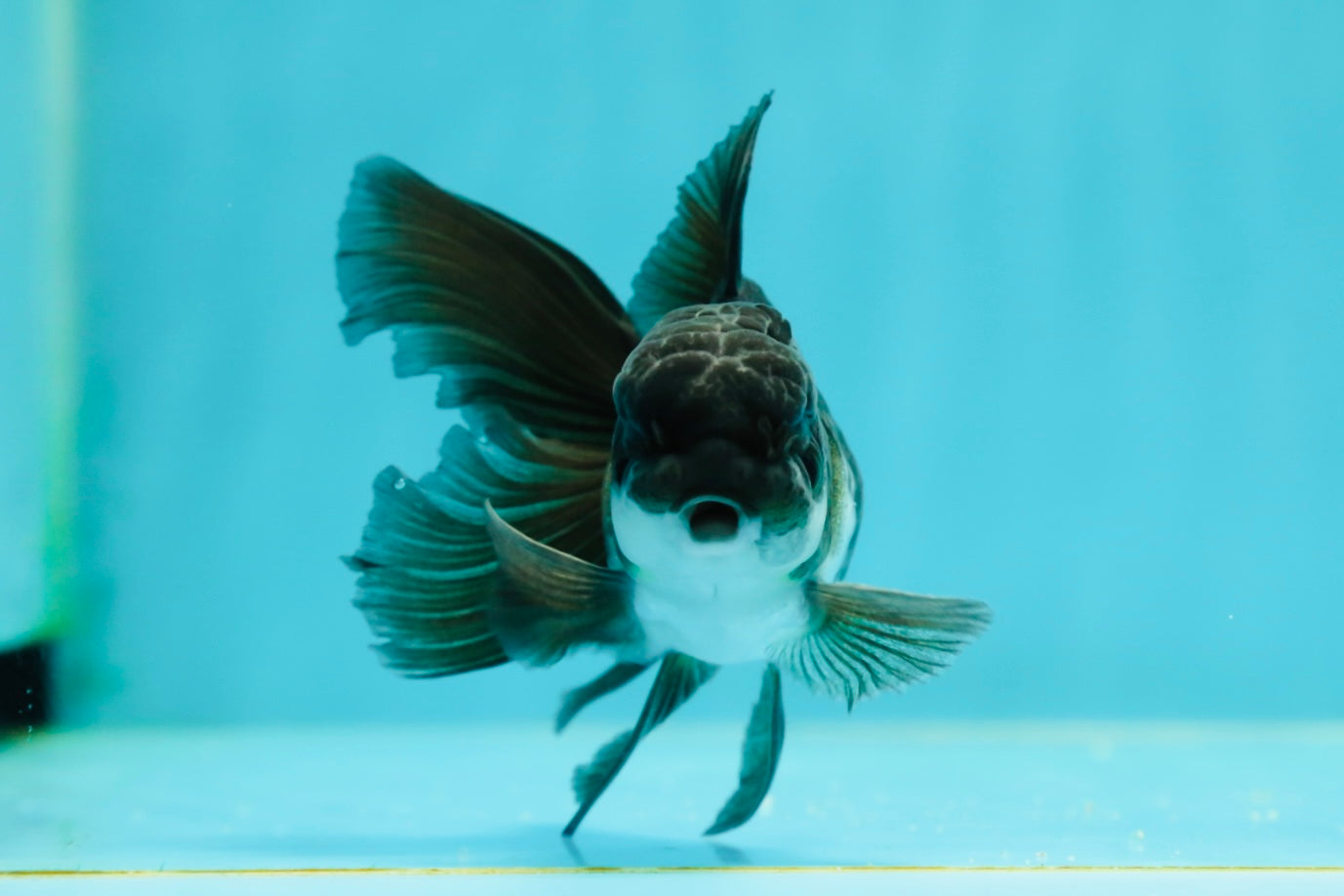 Panda Oranda Male 3.5 inches #1011OR_27