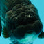 UNIQUE AAA Grade Strong Body Structure Platinum Blue Ranchu Female 4.5-5 inches #061926RC_09