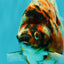 UNIQUE AAA Grade Indonesia Tiger Ryukin Female 5.5 inches #070326RK_25