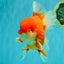 ANGER AAA Grade Broadtail Red White Oranda Male 7 inches #071026OR_05