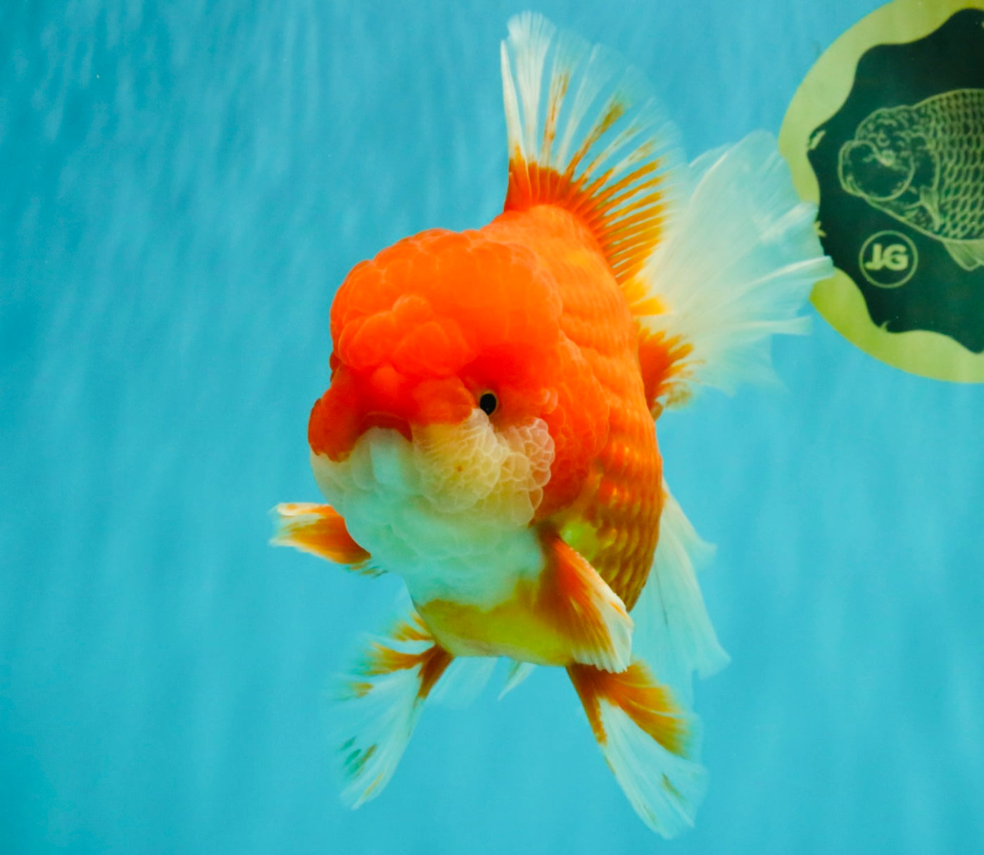 ANGER AAA Grade Broadtail Red White Oranda Male 7 inches #071026OR_05