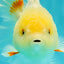 A Grade White Oranda Female 6.5 inches #071726OR_18