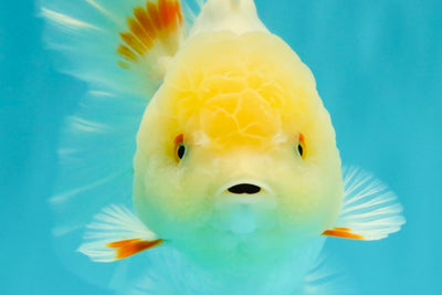 A Grade White Oranda Female 6.5 inches #071726OR_18