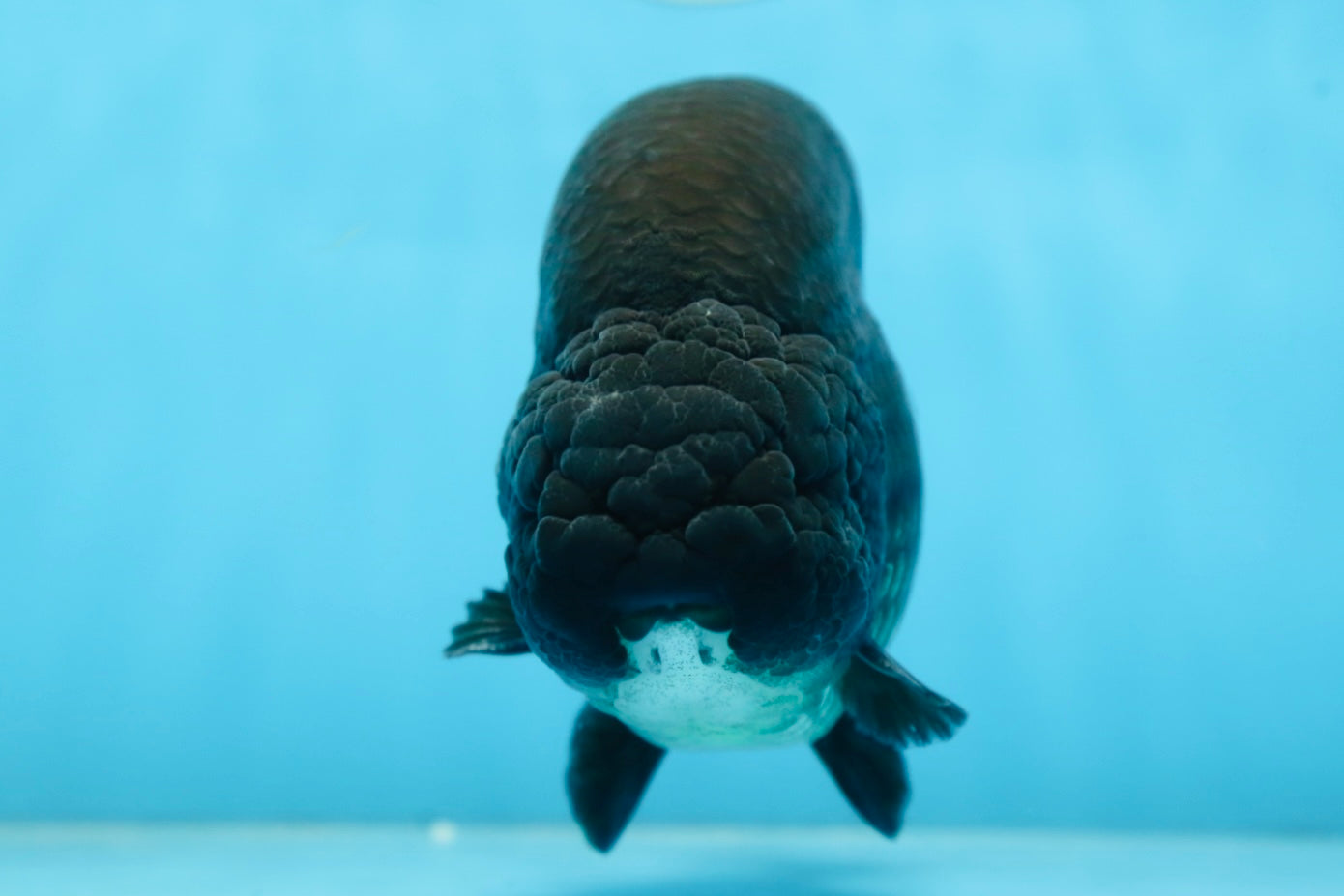 AAA Grade SPECIAL Kingkong Black Ranchu Male 5.5-6 inches #091225RC_03