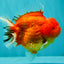 TOMATO AAA Grade Red Sakura Yuanbao Male 5 inches #092526YB_11