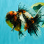 AAA Grade Calico Oranda Male 5 inches #070626OR_06