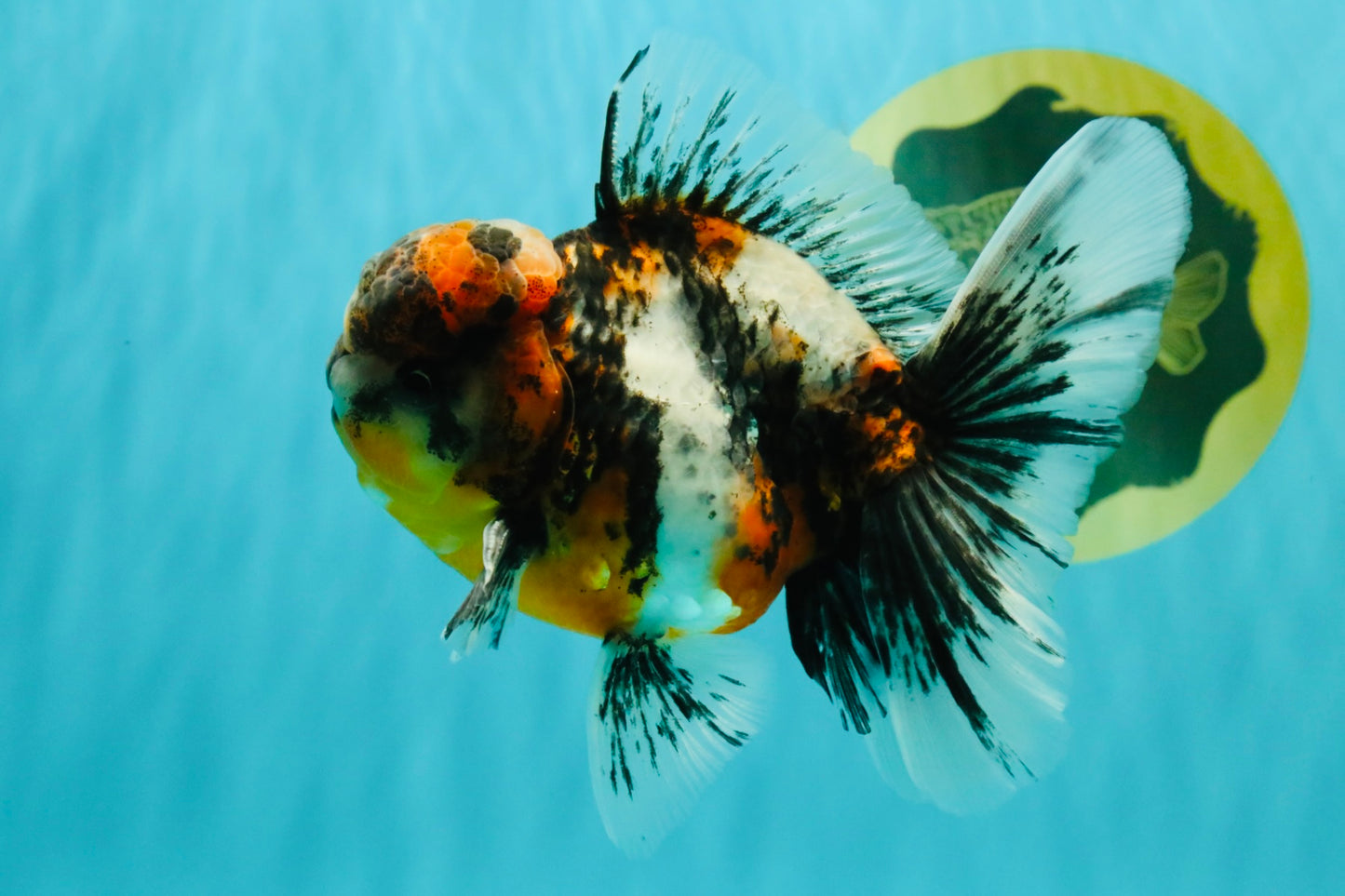 AAA Grade Calico Oranda Male 5 inches #070626OR_06