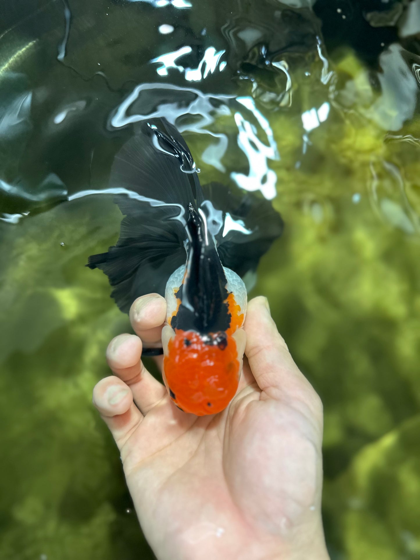 Fluffy Tail A Grade Tricolor Oranda Female 5-5.5 inches #042525OR_04