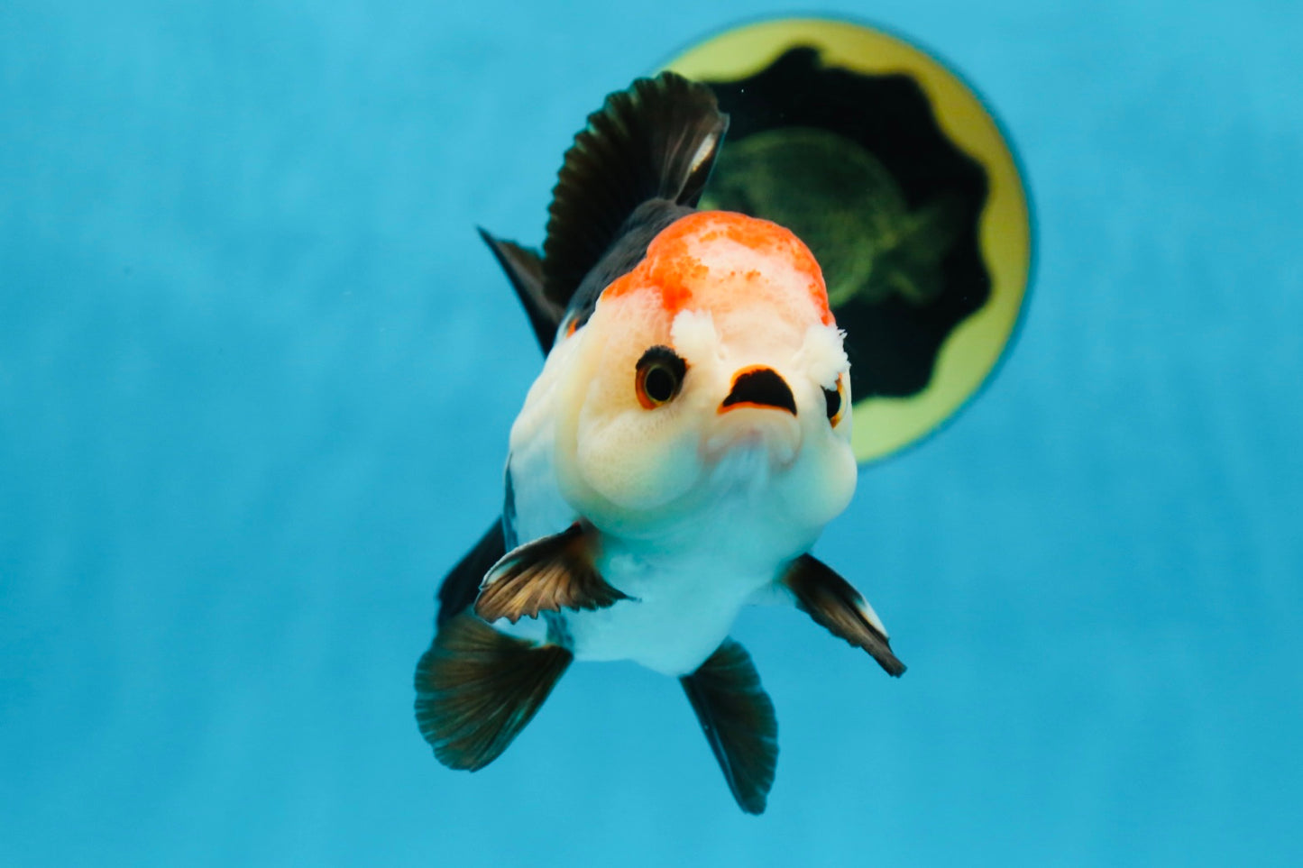 Puppy Pompom Tricolor Yuanbao Male 4.5 inches #071125YB_15