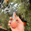 AAA Grade Calico Oranda Male 6-6.5 inches #070626OR_18