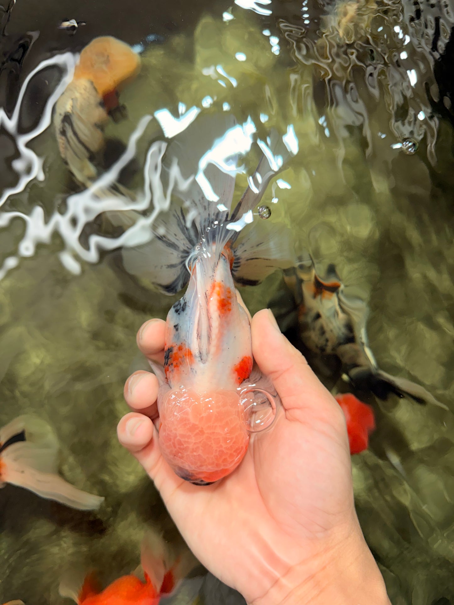 AAA Grade Calico Oranda Male 6-6.5 inches #070626OR_18