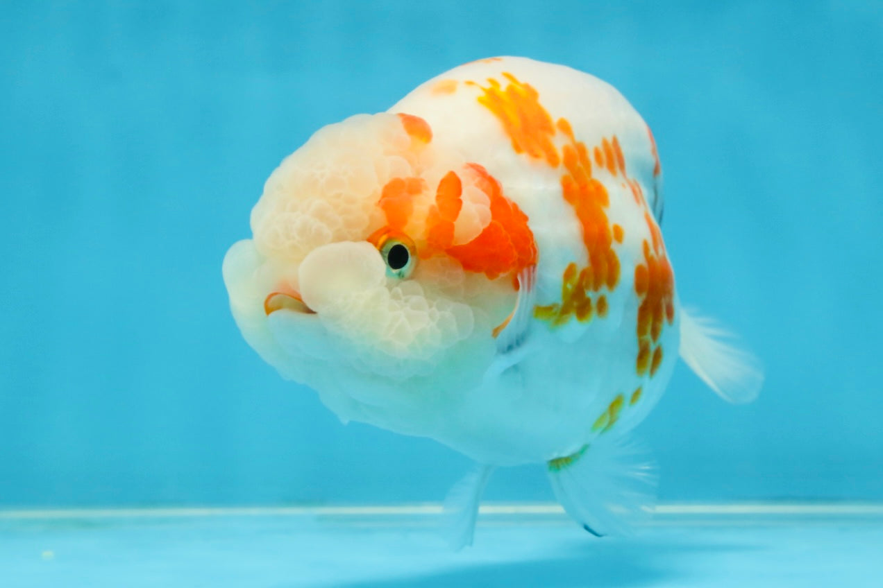 BEAUTY A Grade Kohaku Sakura LionQueen 5.5  inches #102425LC_08