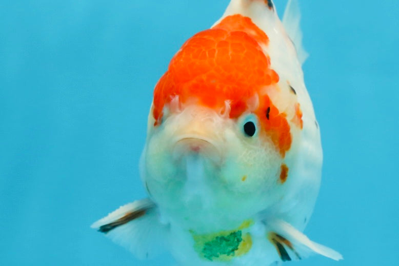 A Grade Sakura Yuanbao Male 4.5 inches #101025YB_25