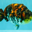 Special Tricolor Tiger Ranchu Female 6-6.5 inch #092526RC_22