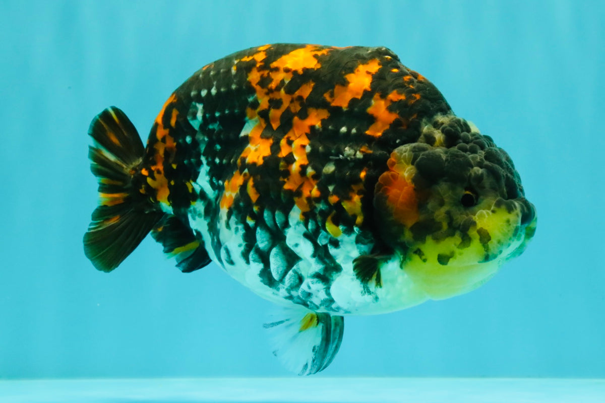Special Tricolor Tiger Ranchu Female 6-6.5 inch #092526RC_22
