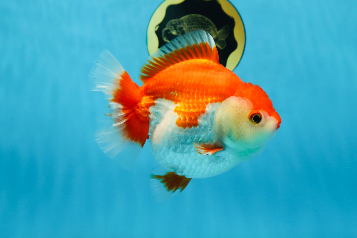 A Grade Red White Yuanbao 5.5 inches #080825YB_27