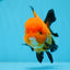 A Grade Tricolor Oranda Female 4.5 inches #0830OR_08