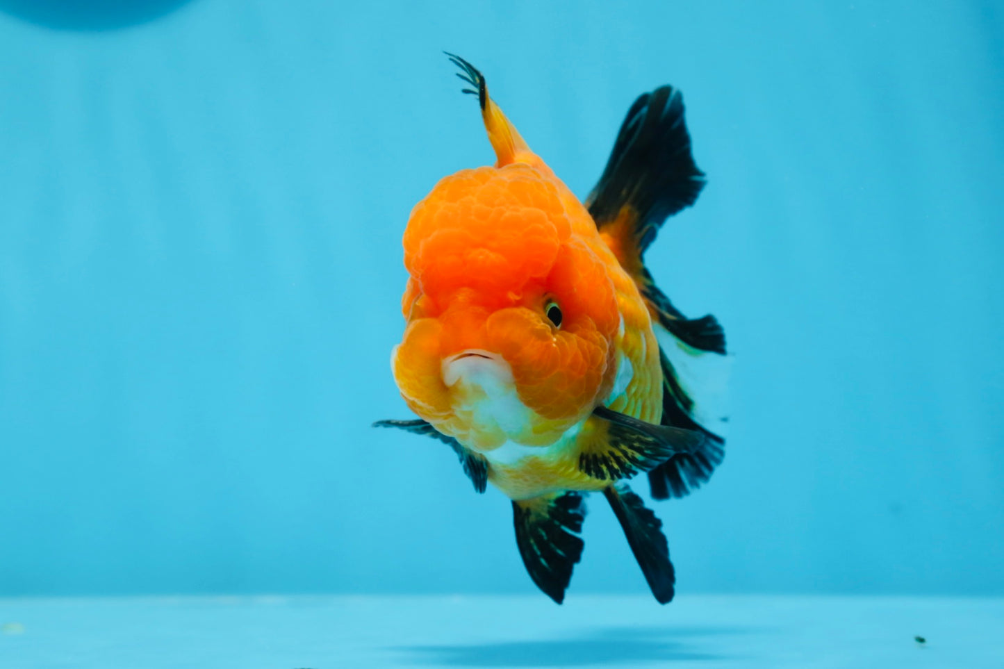 A Grade Tricolor Oranda Female 4.5 inches #0830OR_08