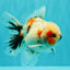 A Grade Marble Oranda Male 5-5.5 inches #061926OR_24