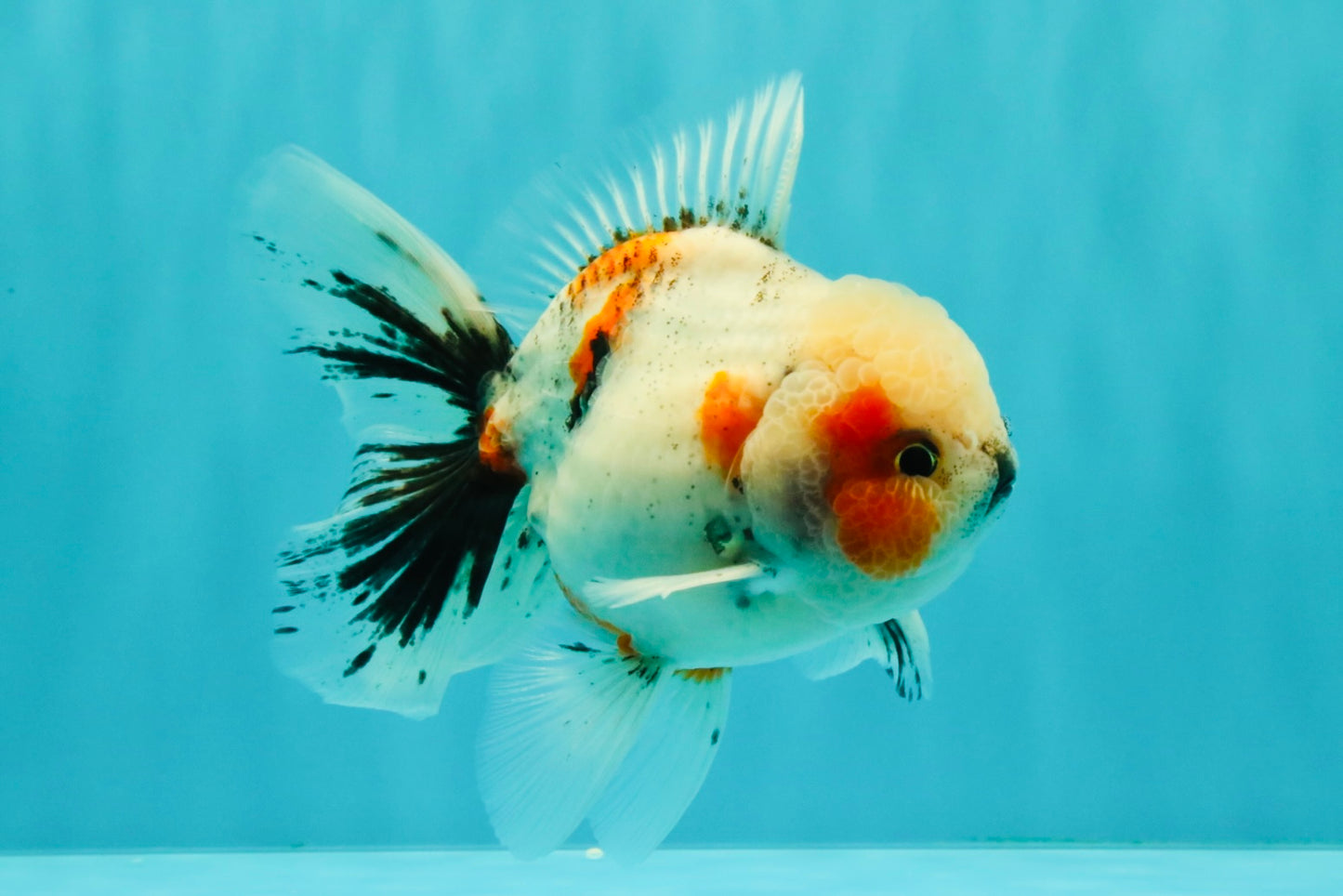 A Grade Marble Oranda Male 5-5.5 inches #061926OR_24