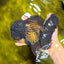 GODZILLA AAA Grade Black Oranda Male 6.5 inches #022026OR_04