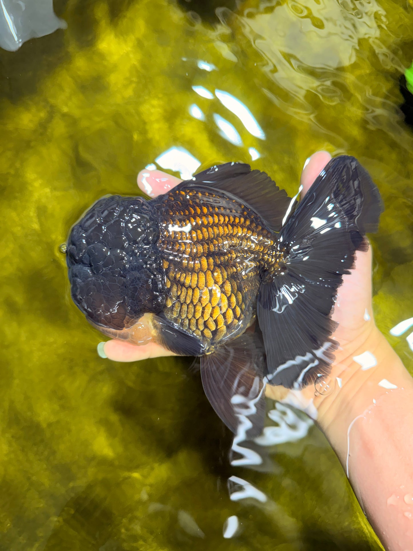 GODZILLA AAA Grade Black Oranda Male 6.5 inches #022026OR_04