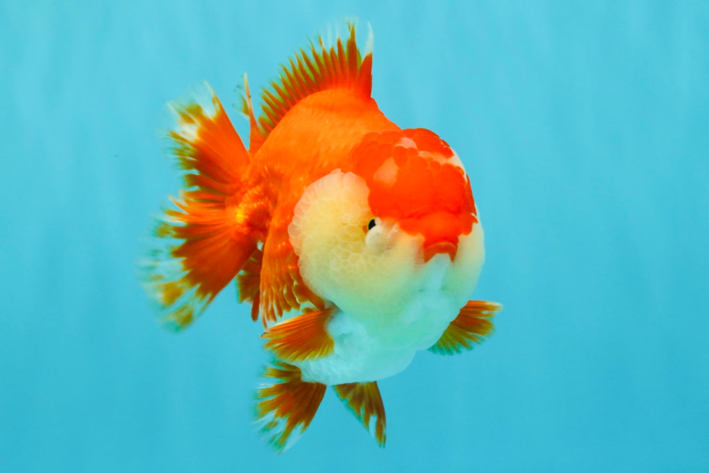 AAA Grade Godzilla Red White Yuanbao Female 5-5.5 inches #030626YB_12