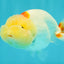 Red White LionChu Female 4.5-5 inches #050826LC_17