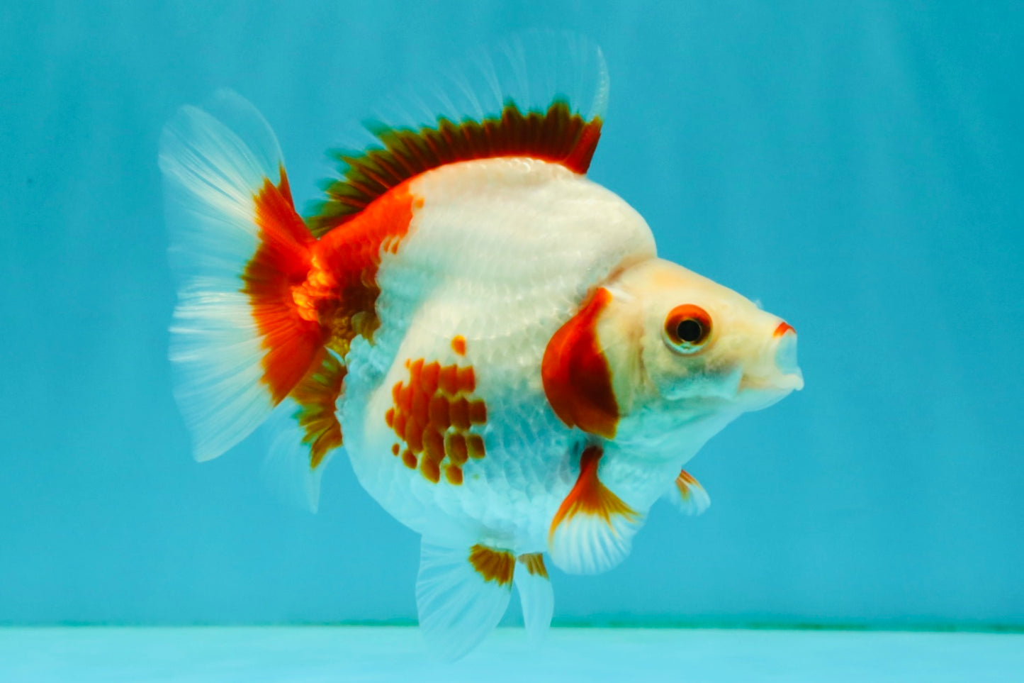 AAA Grade Red White Ryukin Female 4.5 inches #042426RK_02