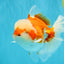 FLUFFY WEN Red White Oranda Male 6.5 inches #040326OR_11