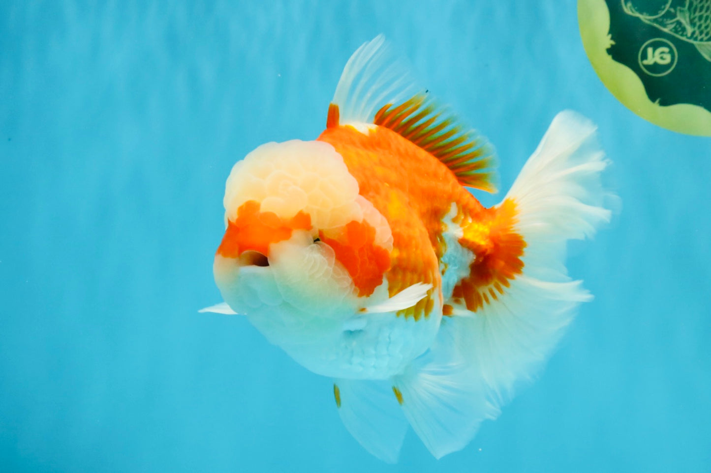 FLUFFY WEN Red White Oranda Male 6.5 inches #040326OR_11