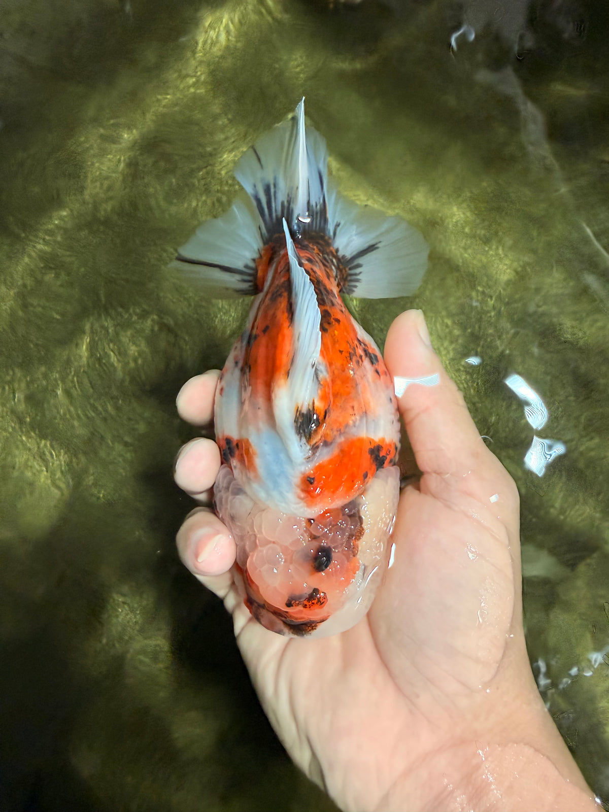 AAA Grade Marble Calico Sakura Yuanbao Female 5.5 inches #101626YB_41