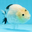 A Grade Chinese Cow Ranchu Female 4.5-5 inches #101725RC_18